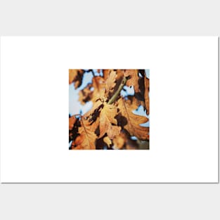 Autumn oak leaves Posters and Art